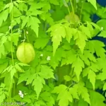 Mudakkathaan keerai (முடக்கத்தான் கீரை) (₹30.00/1 கட்டு)