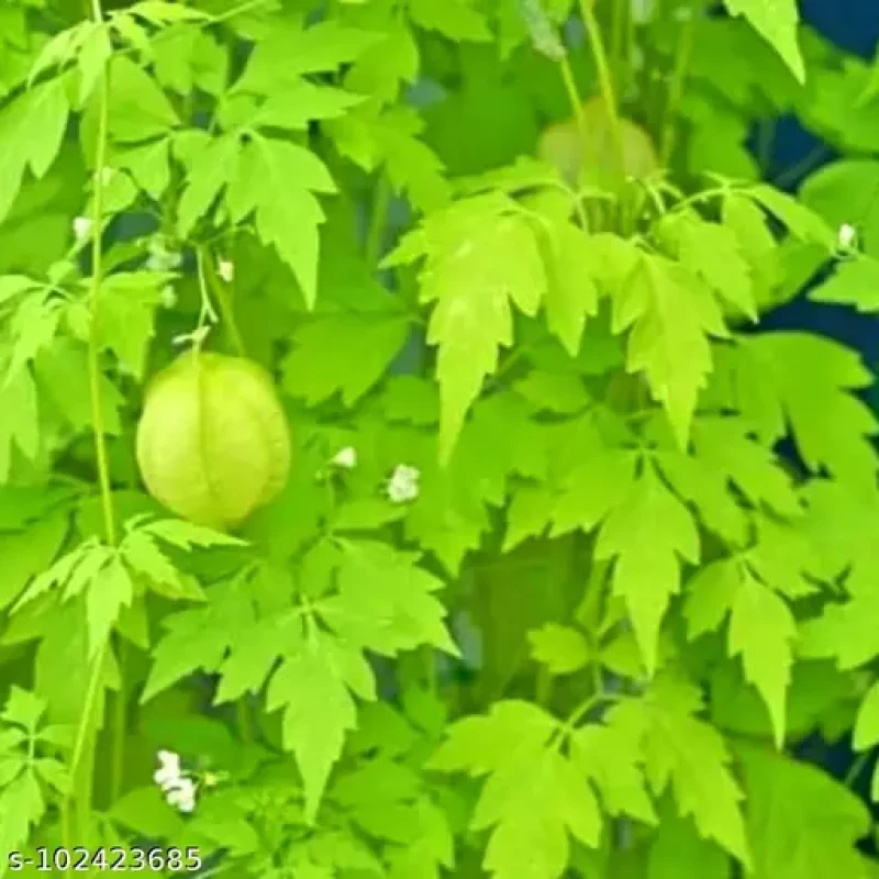 Mudakkathaan keerai (முடக்கத்தான் கீரை) (₹30.00/1 கட்டு)