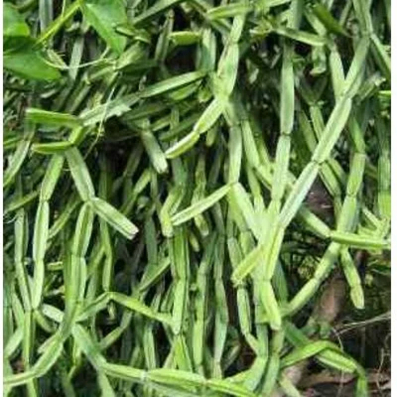 Pirandai (பிறண்டை) (₹30.00/1 கட்டு)