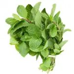 Pudhina - 1 PC - ₹30